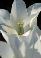 Close up of tulip, Tulipa photo