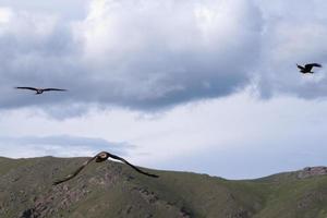 Flying eagles above a village in Mongolia. photo