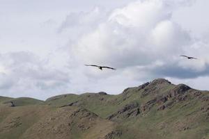 Eagles training for hunting. Central Mongolia. photo