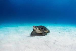 hervey bay, qld, australia 2020 - tortuga verde en peligro de extinción descansando sobre el fondo de arena blanca. foto