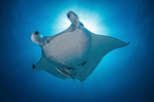 Hervey Bay, QLD, Australia 2020 - Large Manta Ray displaying its belly patterns. photo