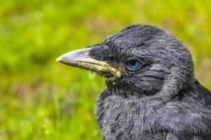 Black crow jackdaw with blue eyes sitting in green grass. photo