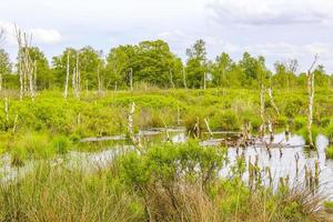 Bog moor swamp pond river lake green plants forest Germany. photo