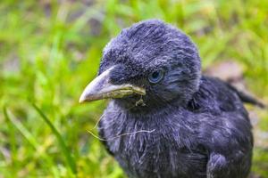 Black crow jackdaw with blue eyes sitting in green grass. photo