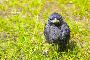 Black crow jackdaw with blue eyes sitting in green grass. photo