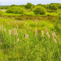 North German meadow forest grass moss nature landscape panorama Germany. photo