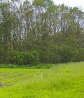 alemania del norte agricola campo bosque arboles naturaleza paisajes panorama alemania. foto