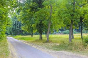 Natural panorama view with pathway green plants trees forest Germany. photo