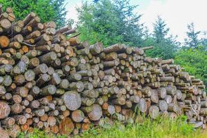 Sawed off and stacked logs tree trunks forest clearing Germany. photo