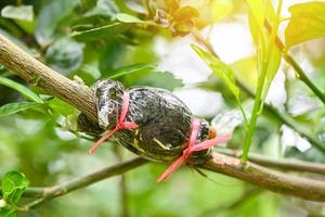 Lime propagation , grafting tree plant on lemon tree branch in organic agriculture farm photo