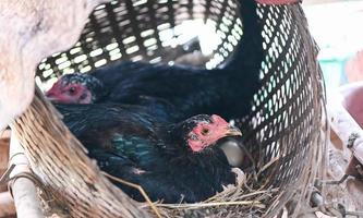 gallina incubando huevos en el nido, gallina negra sentada en el huevo en una granja de pollos en el campo foto