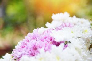 ramo de flores hermoso crisantemo rosa y blanco - decoración de flores de crisantemo en un fondo de naturaleza brillante foto