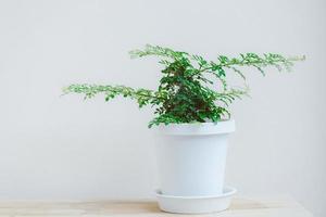 Minimal plant tree with Feroniella lucida , small trees in white pots for decoration in home garden photo