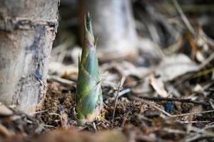 Bamboo shoot on ground in the bamboo forest , Fresh raw bamboo shoots on nature background photo