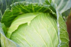 Cabbage in the garden - fresh green cabbage vegetable farm wait harvesting photo