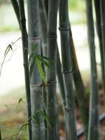 bamboo tree blomming in garden green leaves on nature background photo