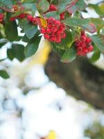 Red Siberian Crab apple fruit on a young tree in autumn season, wild berries,  malus baccata nature background photo