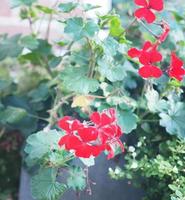 red Rose flower blooming in garden blurred of nature background, copy space concept for write text design in front background for banner, card, wallpaper, webpage photo