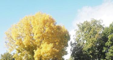 amarillo hojas árbol temporada cambio naturaleza fondo foto