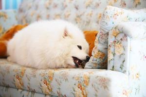 Samoyed lying and chewing treats on sofa. Dog on sofa. photo