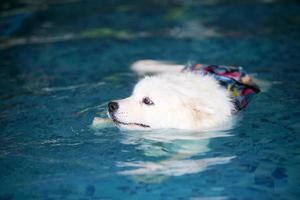 samoyedo usa chaleco salvavidas y nada en la piscina. perro nadando foto