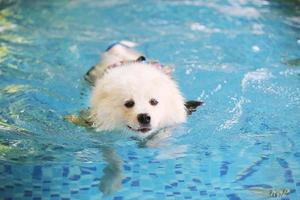 Samoyed wear life jacket and swim in swimming pool. Dog swimming. photo
