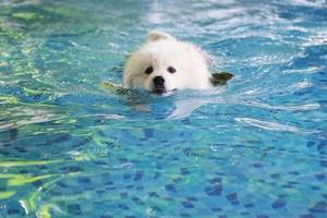 samoyedo usa chaleco salvavidas y nada en la piscina. perro nadando foto