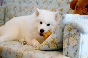 samoyedo tumbado y masticando golosinas en el sofá. perro en el sofá. foto