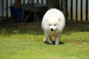 Samoyed running on grass at the park. Dog unleashed in grass field.