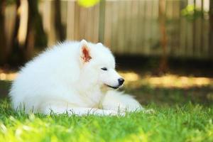 Samoyed lying on grass at the park. Dog unleashed in grass field. photo