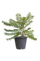 Star gooseberry or Phyllanthus acidus tree in black plastic pot isolated on white background included clipping path. photo