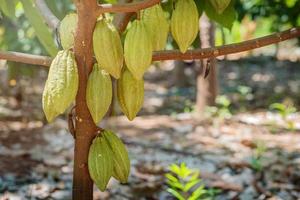 Cacao tree with cacao pods in a organic farm. photo