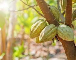 Cacao tree with cacao pods in a organic farm. photo