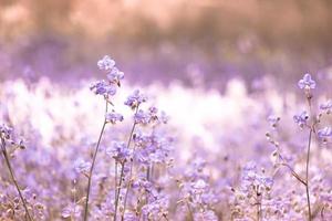 Flower blossom on field,Beautiful growing and flowers on meadow blooming in the morning.Soft pastel on nature bokeh background,vintage style photo