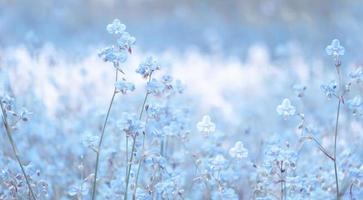 Flower blossom on field,Beautiful growing and flowers on meadow blooming in the morning.Soft pastel on nature bokeh background,vintage style photo