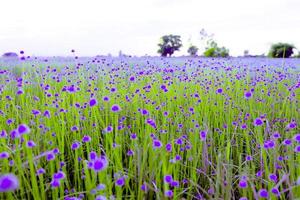 blurred,Purple flower blossom on field. Beautiful growing and flowers on meadow blooming in the morning photo