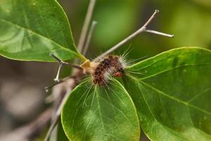 Close-up view of beautiful hairy caterpillar photo