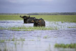 Water buffalo in tropical swamp at Thalae noi ,Phatthalung photo