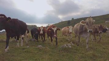 rebaño de vacas persiguen algo video
