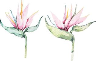 Heliconia painted with watercolor vector