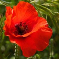 amapolas floreciendo en ronda españa foto