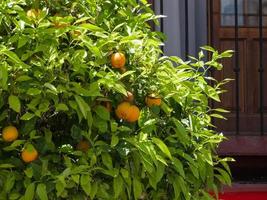 Orange tree laden with fruit in Ronda photo