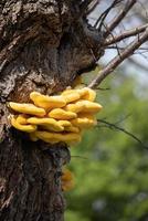 Laetiporus sulfureus soporte hongo que crece en un árbol en primavera foto