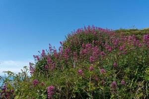 Wild Spur Valerian growing on a cliff in Devon photo