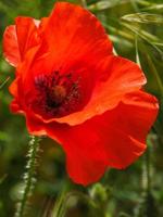 amapolas floreciendo en ronda españa foto