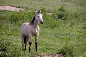 Caballo pálido de pie en el campo en la esperanza exterior en Devon foto