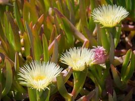 Yellow Carpobrotus edulis flowers Costa del Sol photo