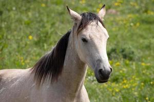 Caballo pálido de pie en el campo en la esperanza exterior en Devon foto