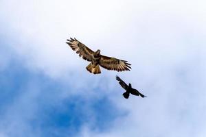 ratonero común siendo atacado por una grajilla foto