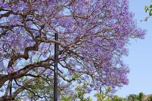 jacaranda azul floreciendo en benalmádena españa foto